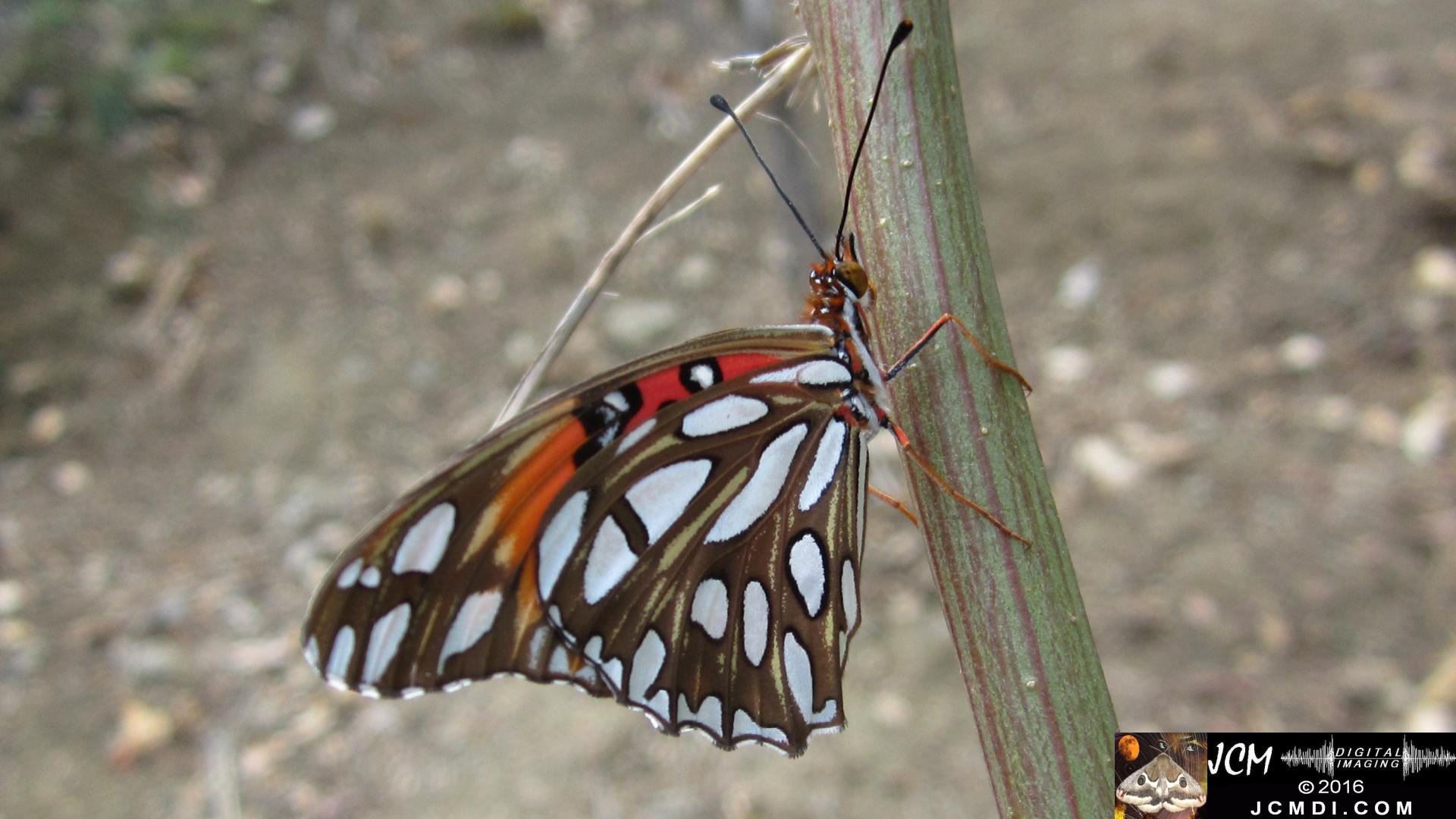 20160919 753 Gulf Fritillary Butterfly Releasing adult on host.jpg